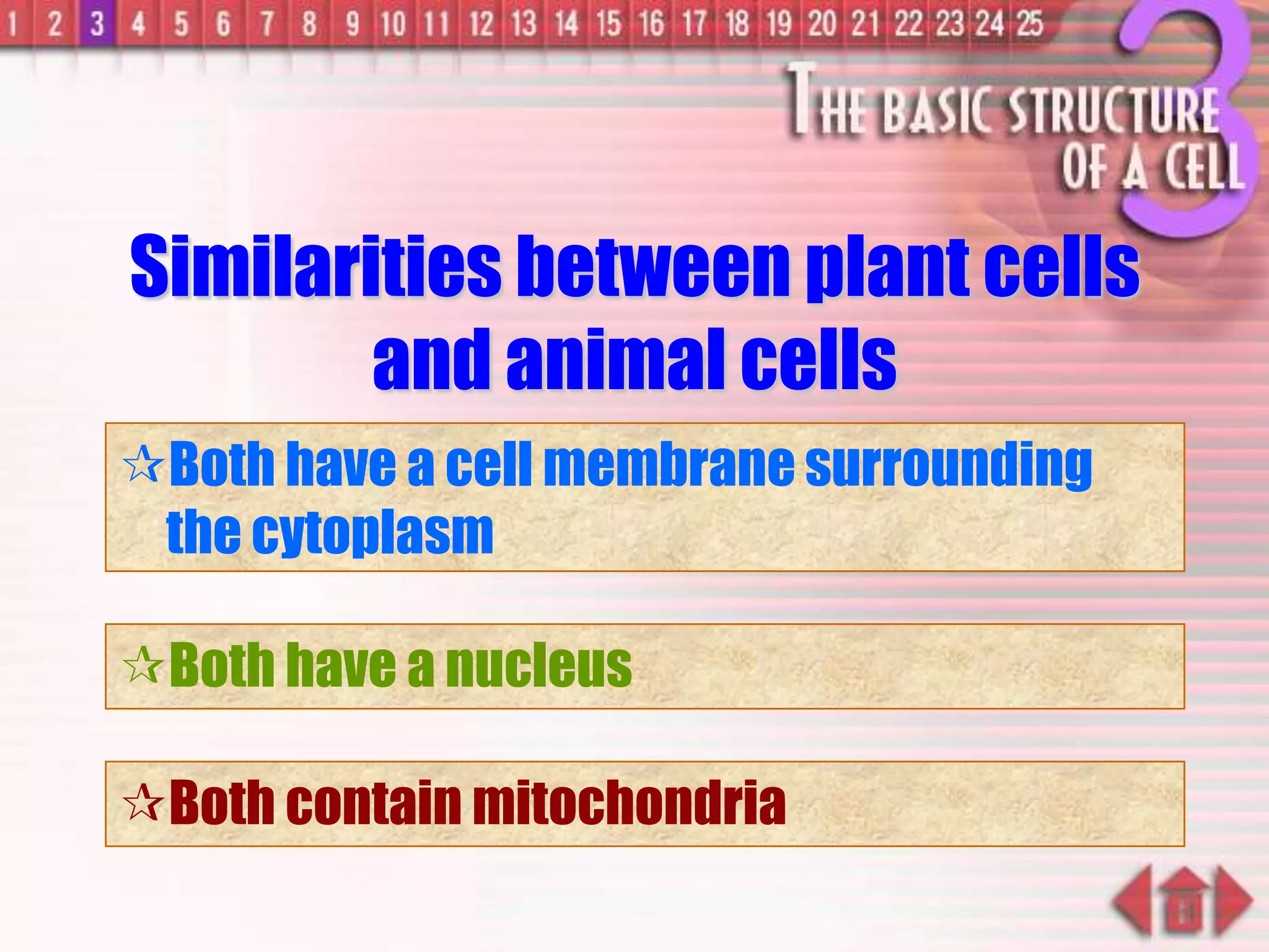 Similarities between plant cells
and animal cells
Both have a cell membrane surrounding
the cytoplasm
Both have a nucleus
Both contain mitochondria
 