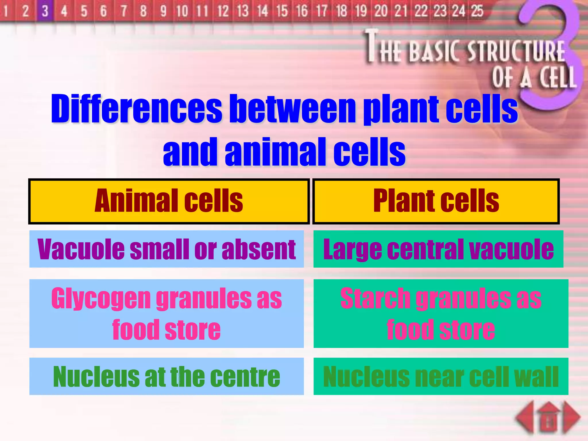 Animal cells Plant cells
Vacuole small or absent
Glycogen granules as
food store
Nucleus at the centre
Large central vacuole
Starch granules as
food store
Nucleus near cell wall
Differences between plant cells
and animal cells
 