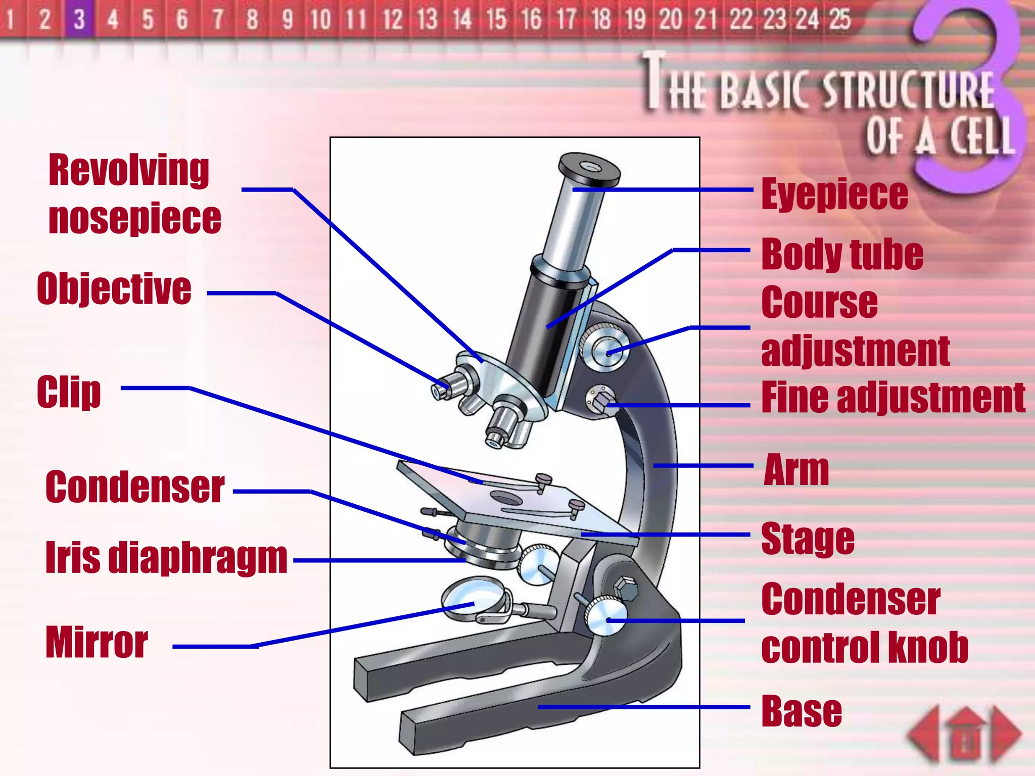 Eyepiece
Fine adjustment
Arm
Stage
Condenser
control knob
Base
Body tube
Course
adjustment
Iris diaphragm
Revolving
nosepiece
Objective
Clip
Condenser
Mirror
 