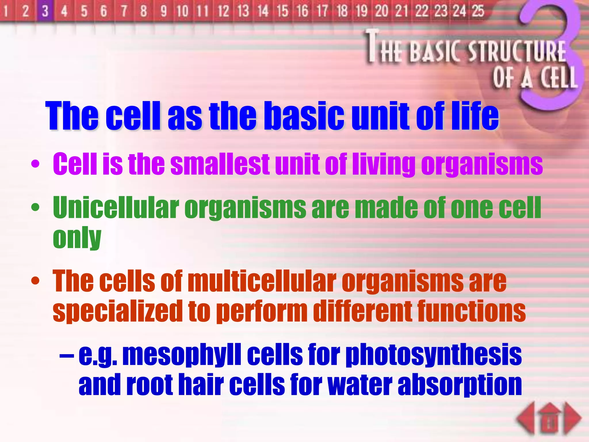 The cell as the basic unit of life
• Cell is the smallest unit of living organisms
• Unicellular organisms are made of one cell
only
• The cells of multicellular organisms are
specialized to perform different functions
– e.g. mesophyll cells for photosynthesis
and root hair cells for water absorption
 