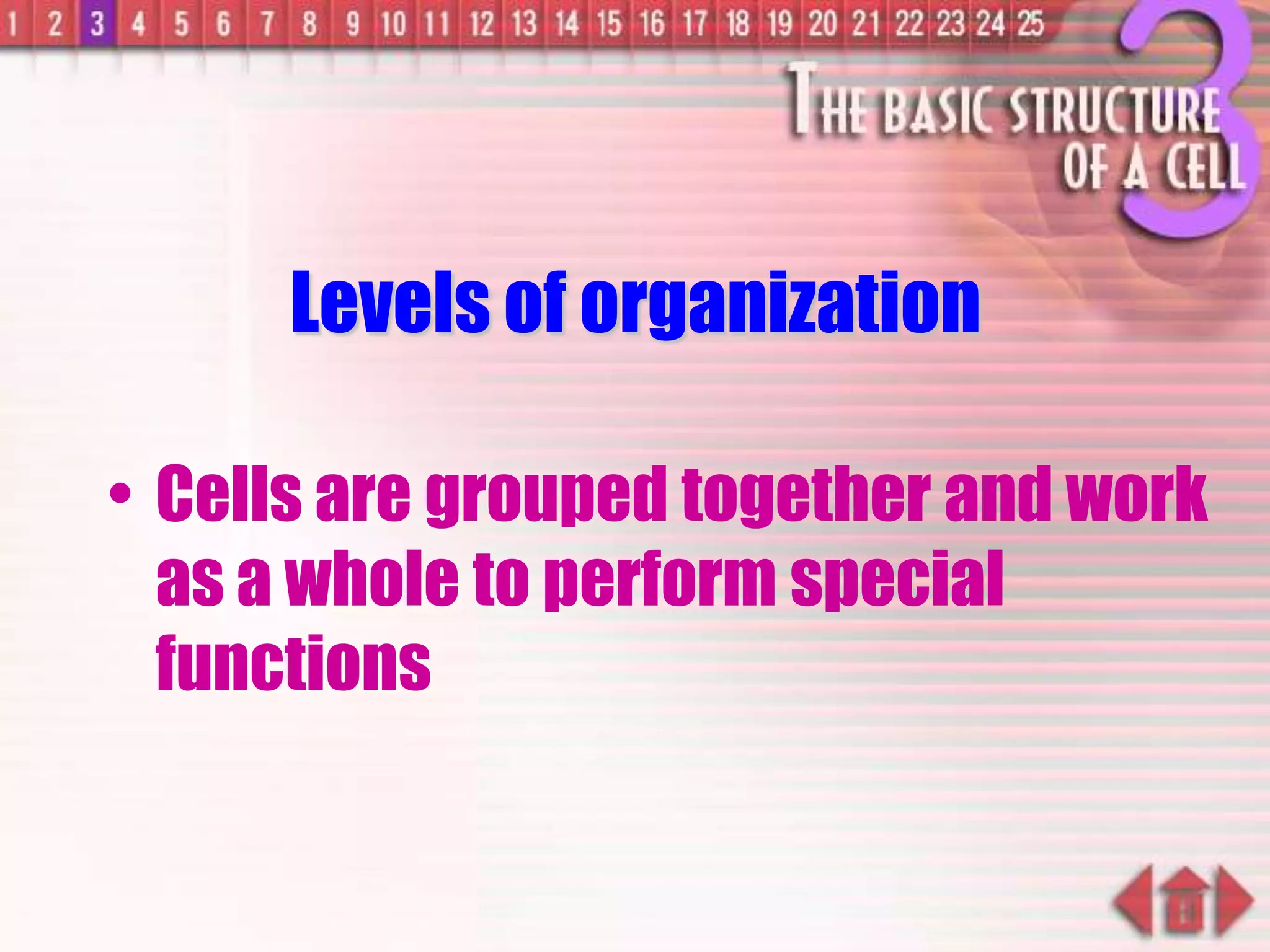 Levels of organization
• Cells are grouped together and work
as a whole to perform special
functions
 