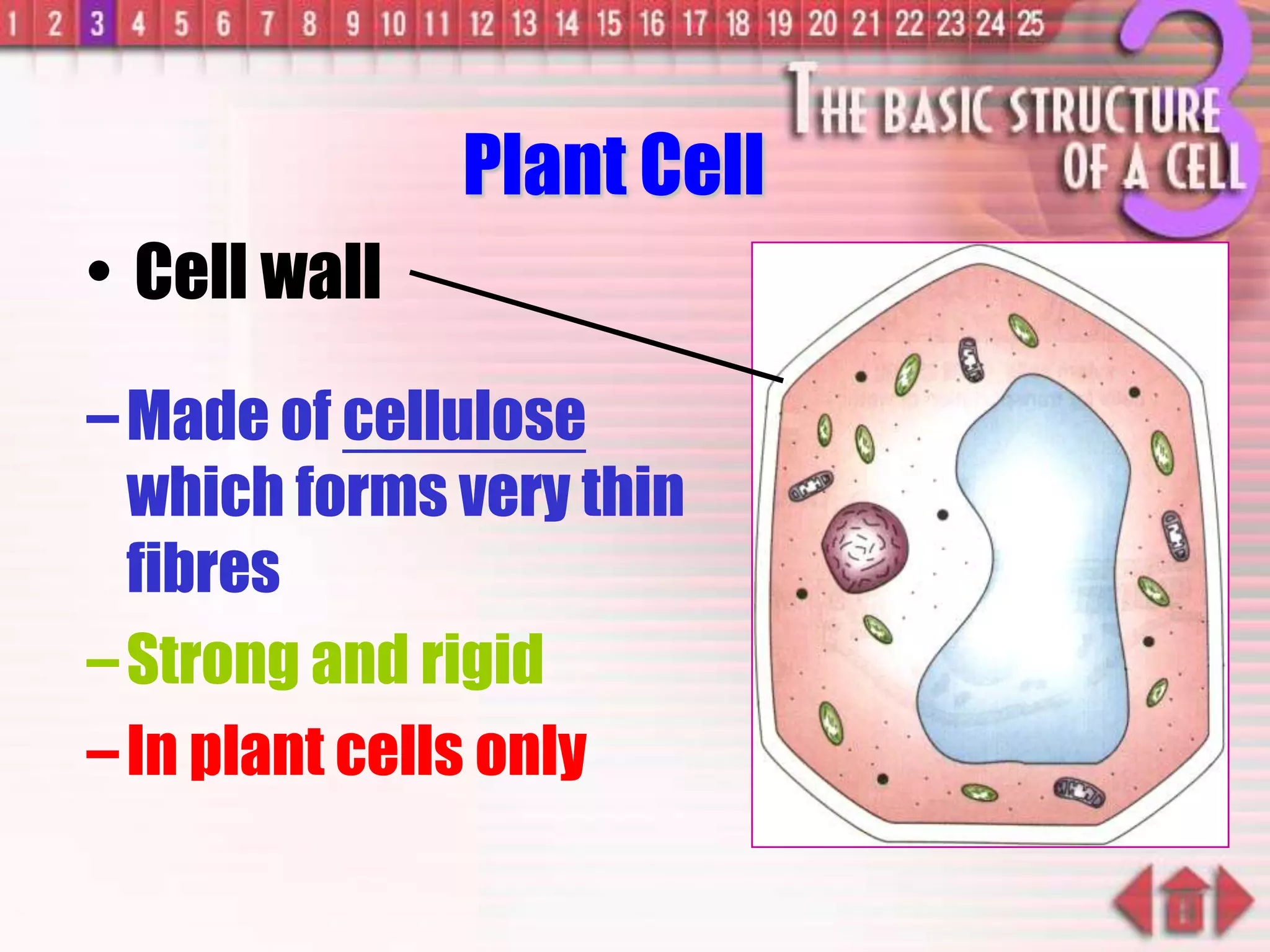 Plant Cell
–Made of cellulose
which forms very thin
fibres
–Strong and rigid
–In plant cells only
• Cell wall
 