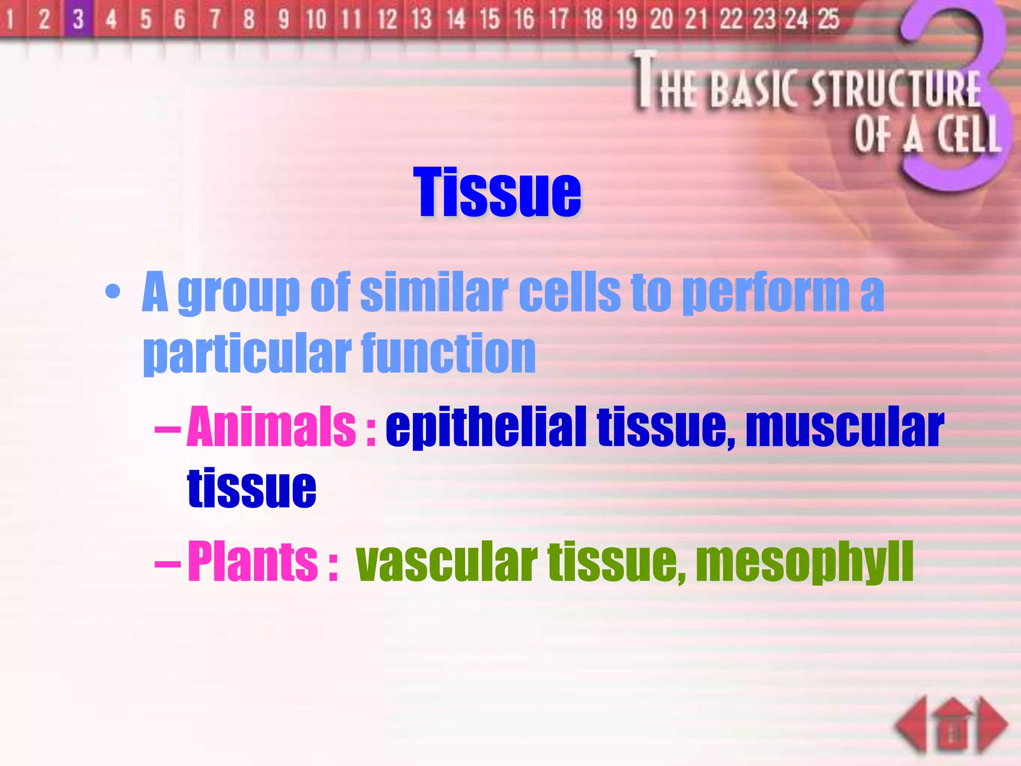 Tissue
• A group of similar cells to perform a
particular function
–Animals : epithelial tissue, muscular
tissue
–Plants : vascular tissue, mesophyll
 