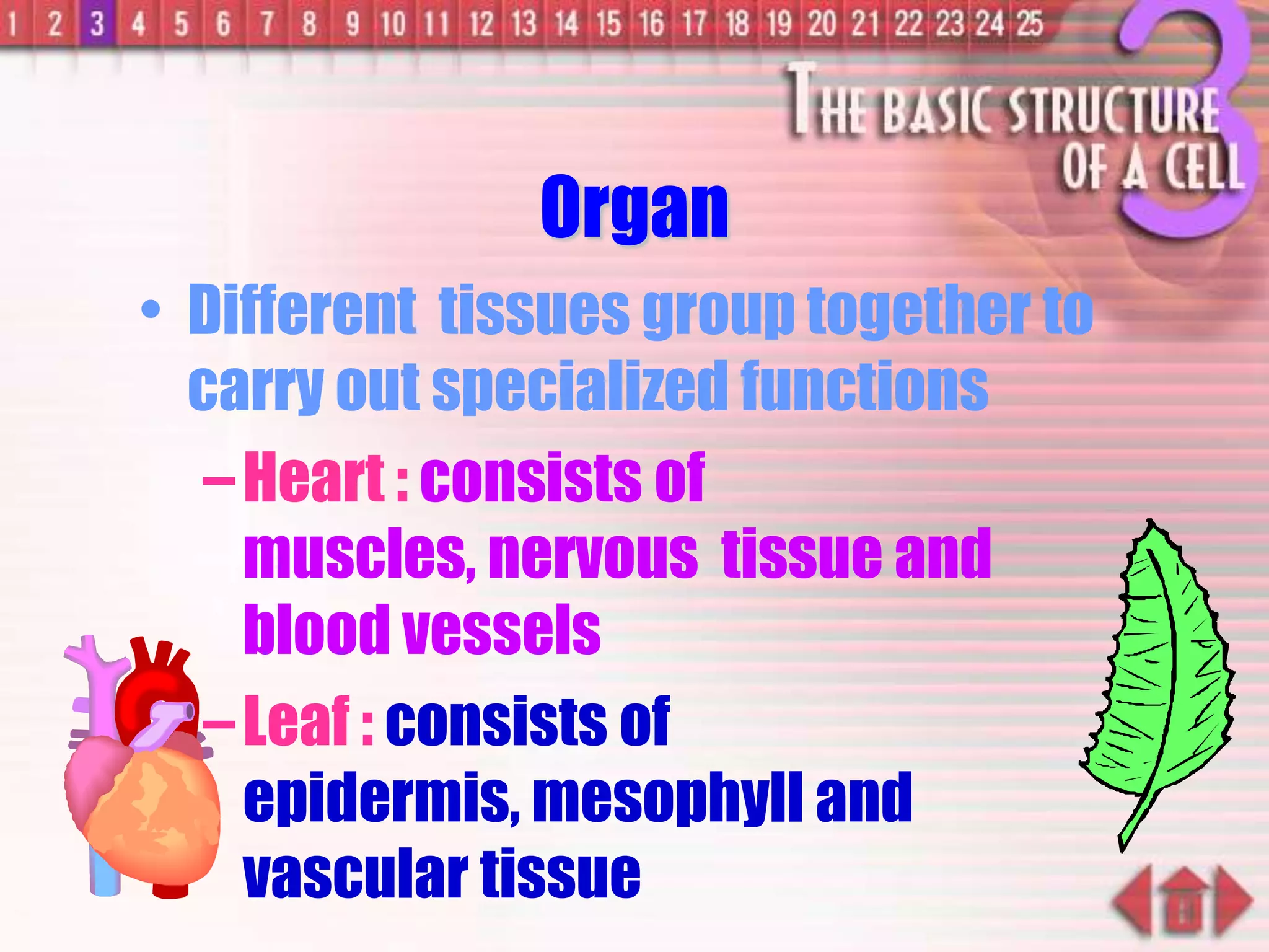 Organ
• Different tissues group together to
carry out specialized functions
–Heart : consists of
muscles, nervous tissue and
blood vessels
–Leaf : consists of
epidermis, mesophyll and
vascular tissue
 