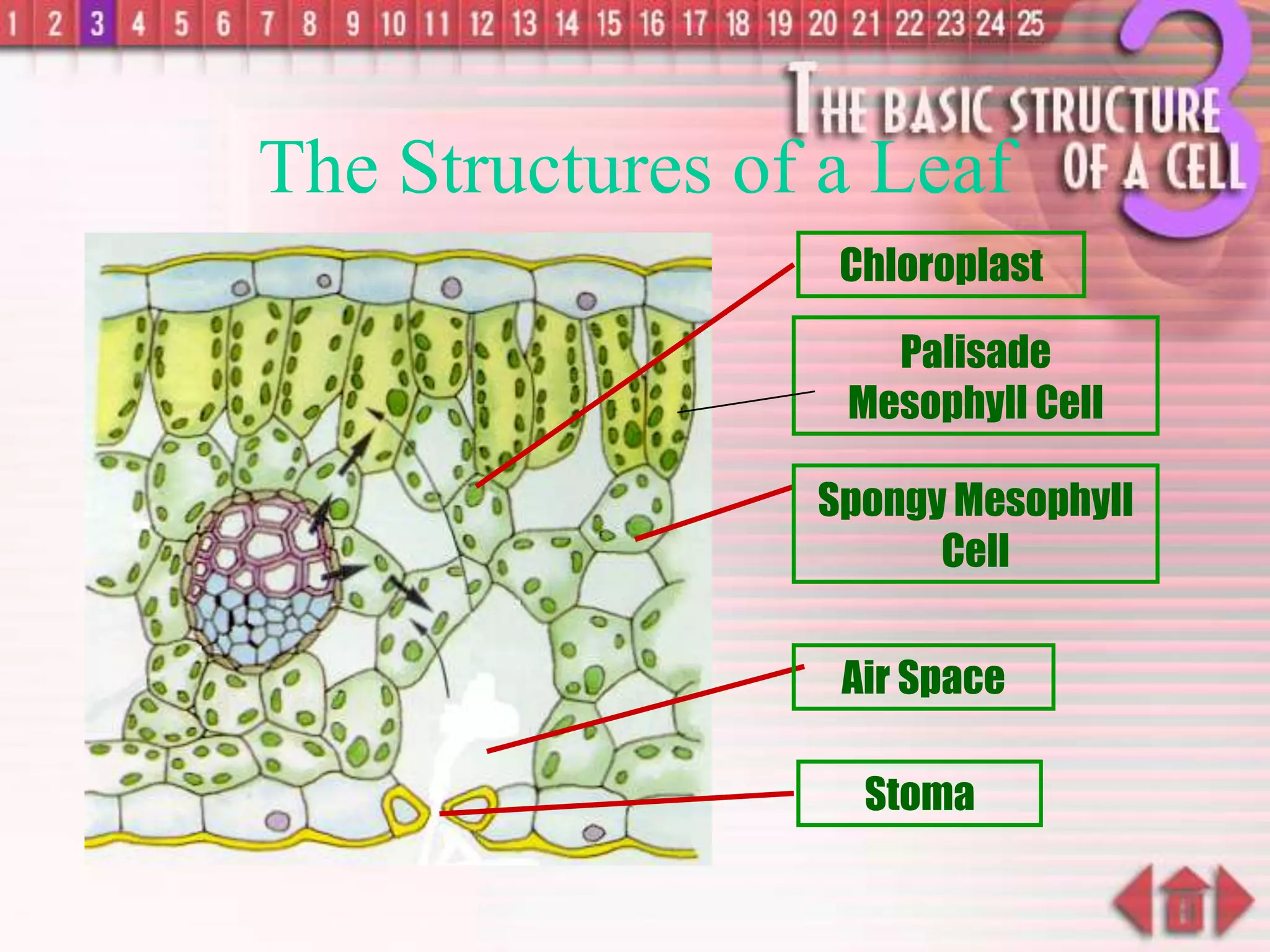 Stoma
Air Space
Spongy Mesophyll
Cell
Chloroplast
The Structures of a Leaf
Palisade
Mesophyll Cell
 