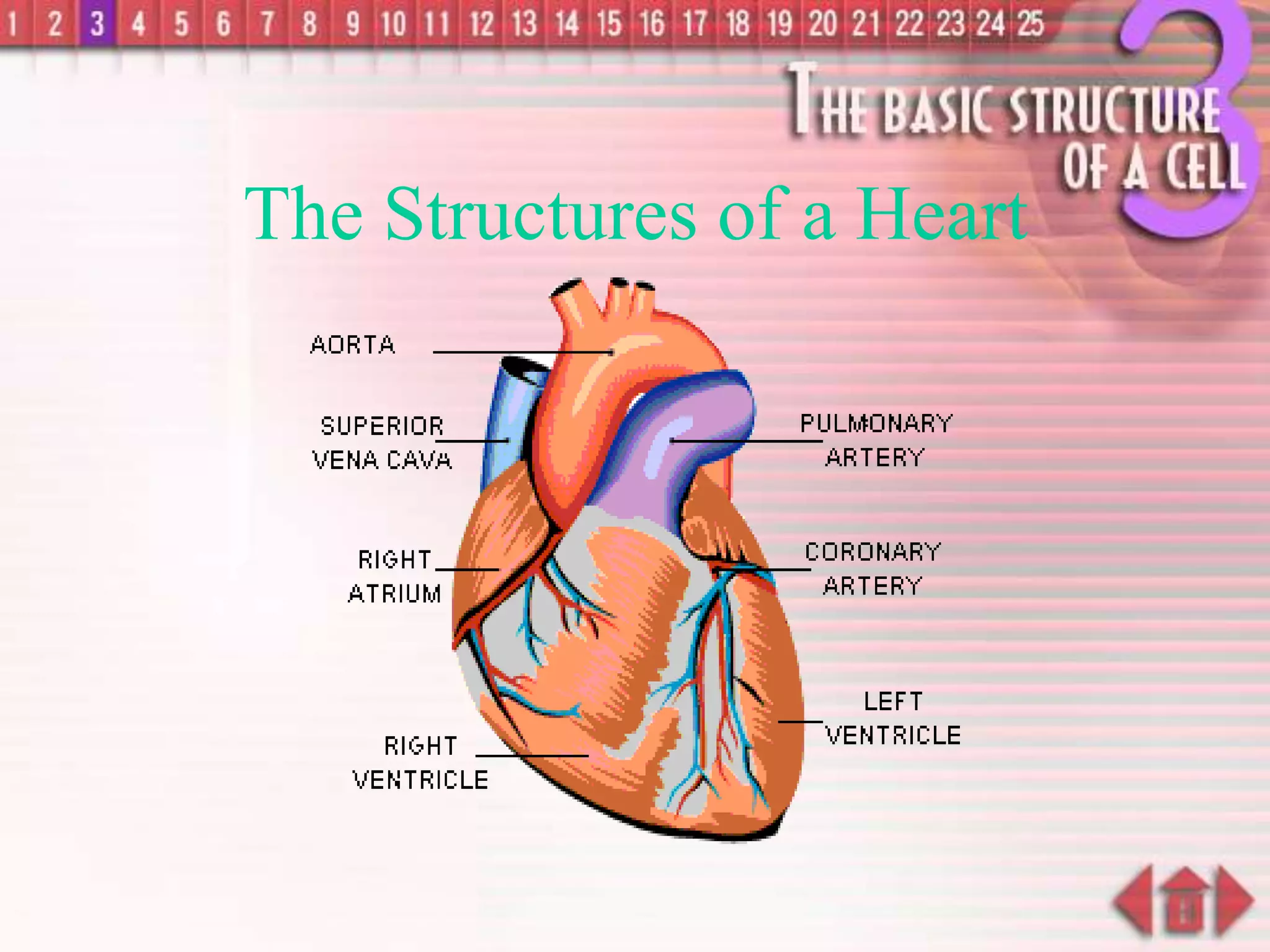 The Structures of a Heart
 