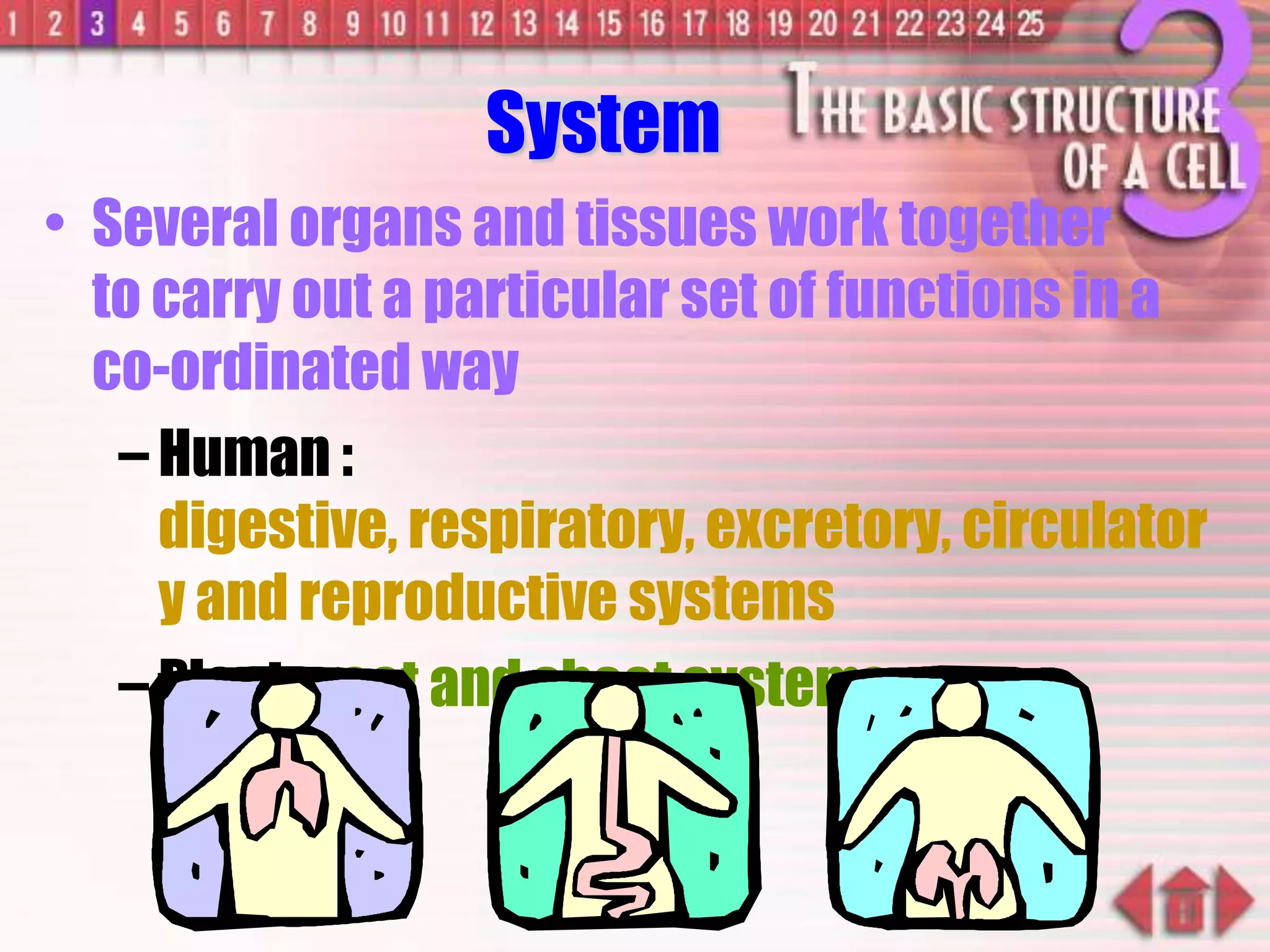 System
• Several organs and tissues work together
to carry out a particular set of functions in a
co-ordinated way
– Human :
digestive, respiratory, excretory, circulator
y and reproductive systems
– Plant : root and shoot systems
 