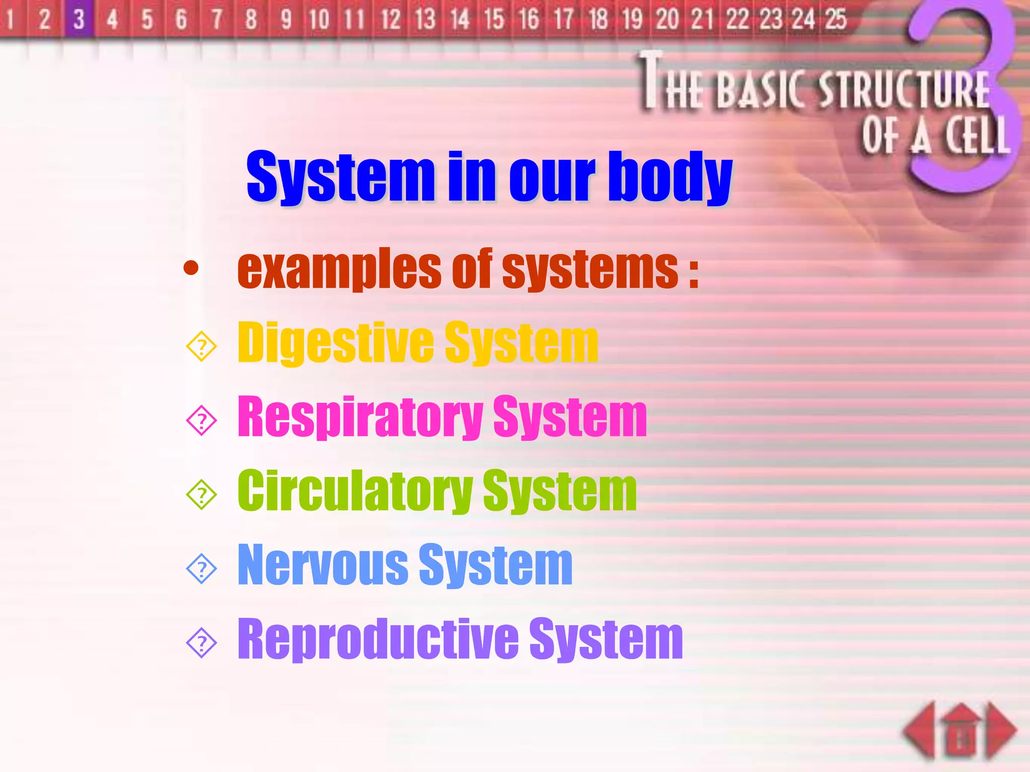 System in our body
• examples of systems :
 Digestive System
 Respiratory System
 Circulatory System
 Nervous System
 Reproductive System
 