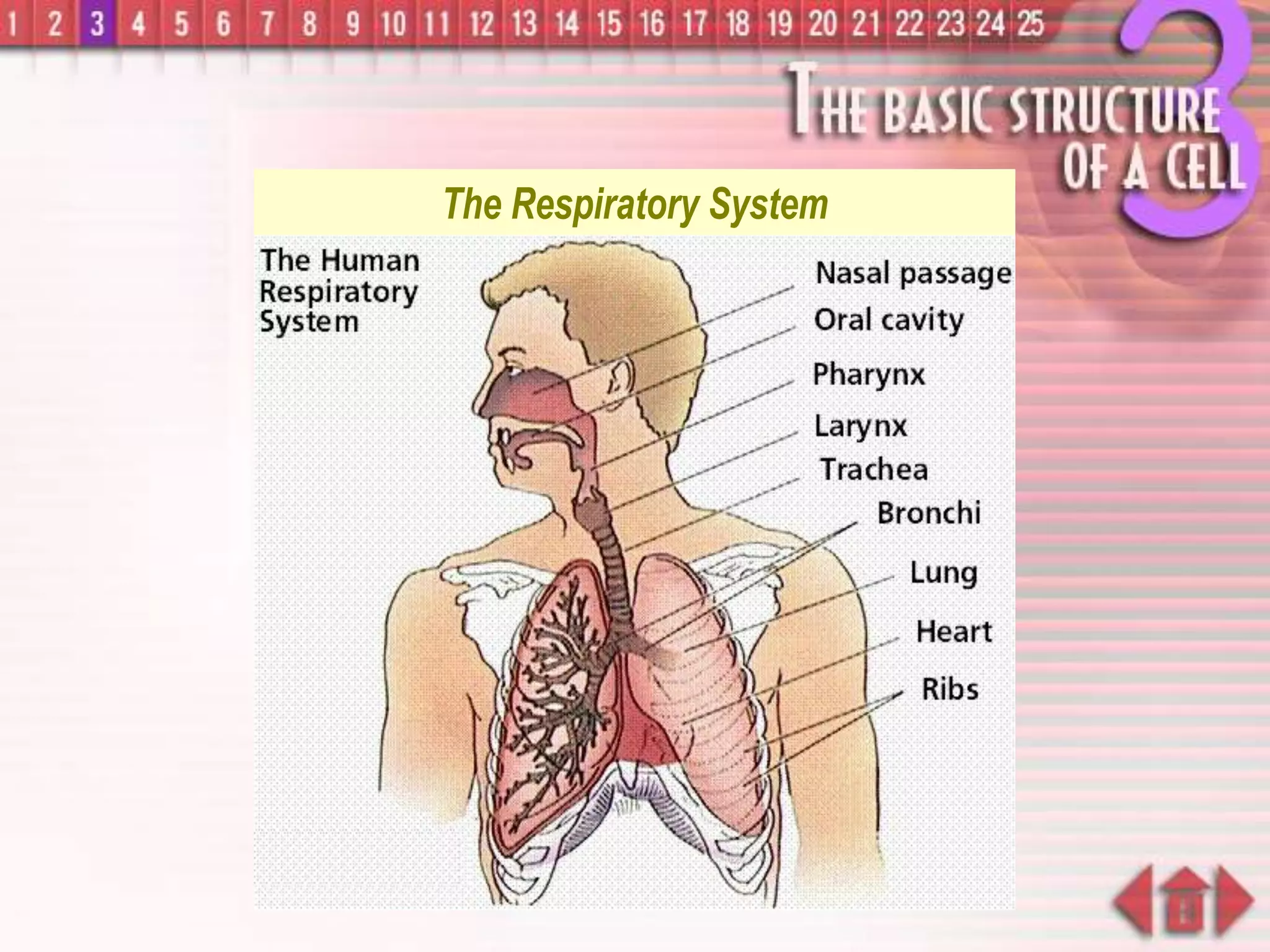 The Respiratory System
 