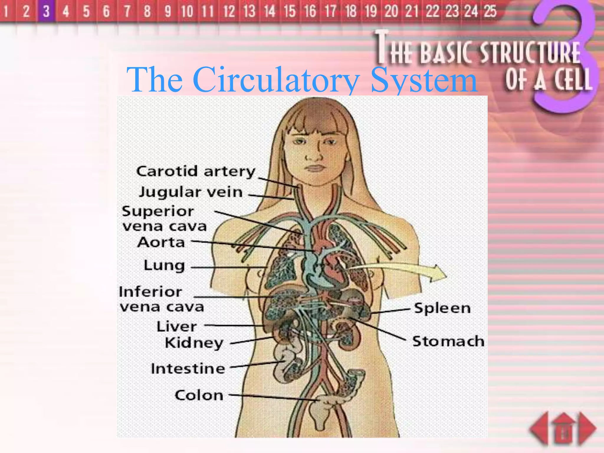 The Circulatory System
 