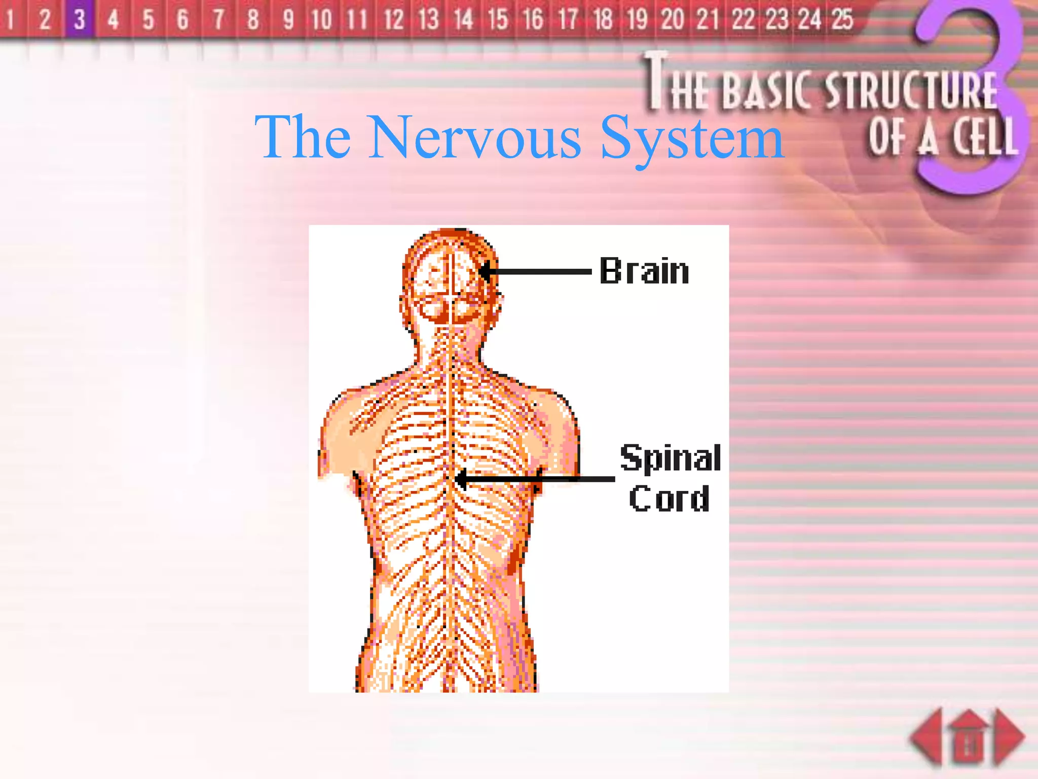The Nervous System
 