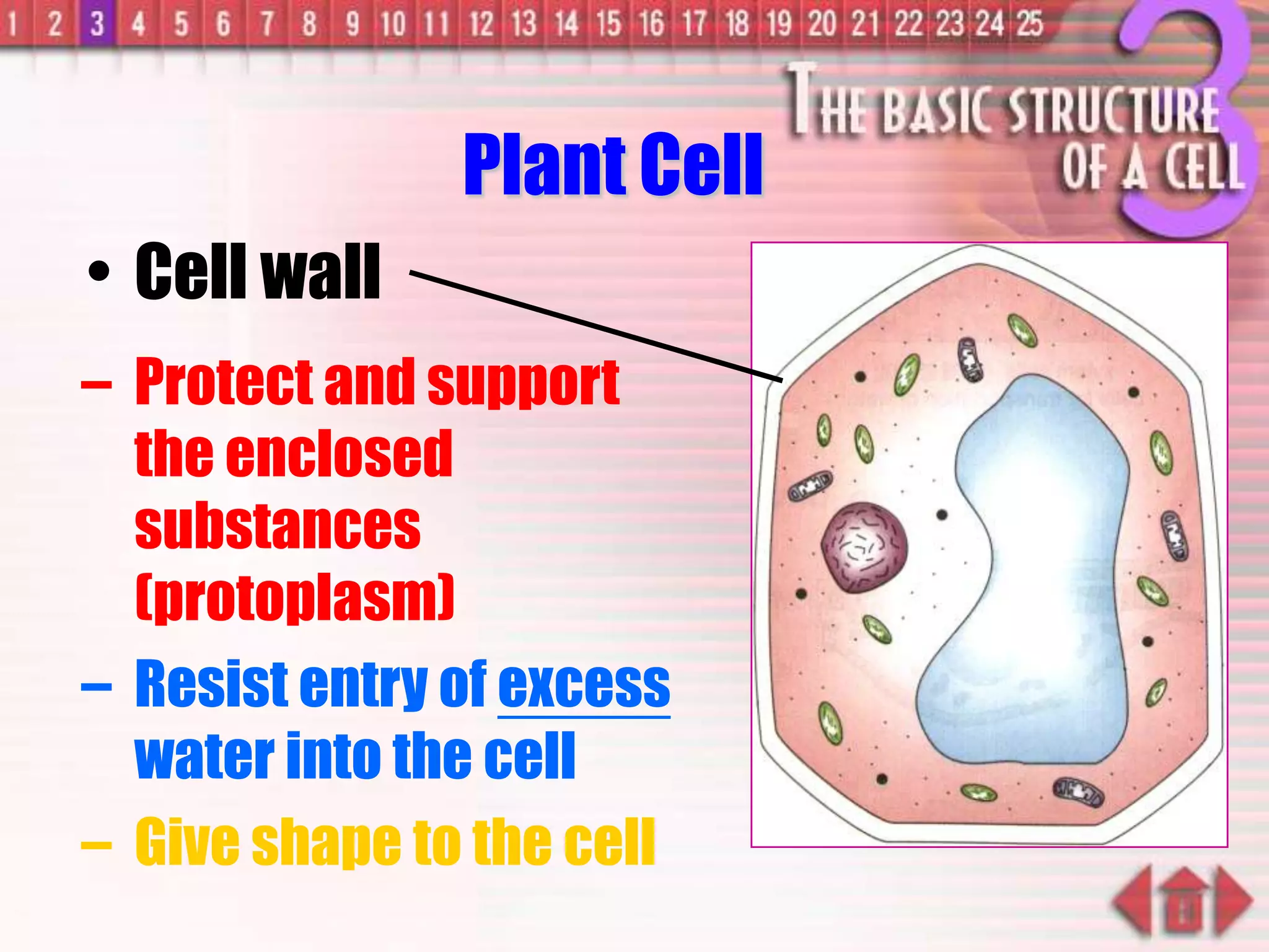 – Protect and support
the enclosed
substances
(protoplasm)
– Resist entry of excess
water into the cell
– Give shape to the cell
• Cell wall
Plant Cell
 
