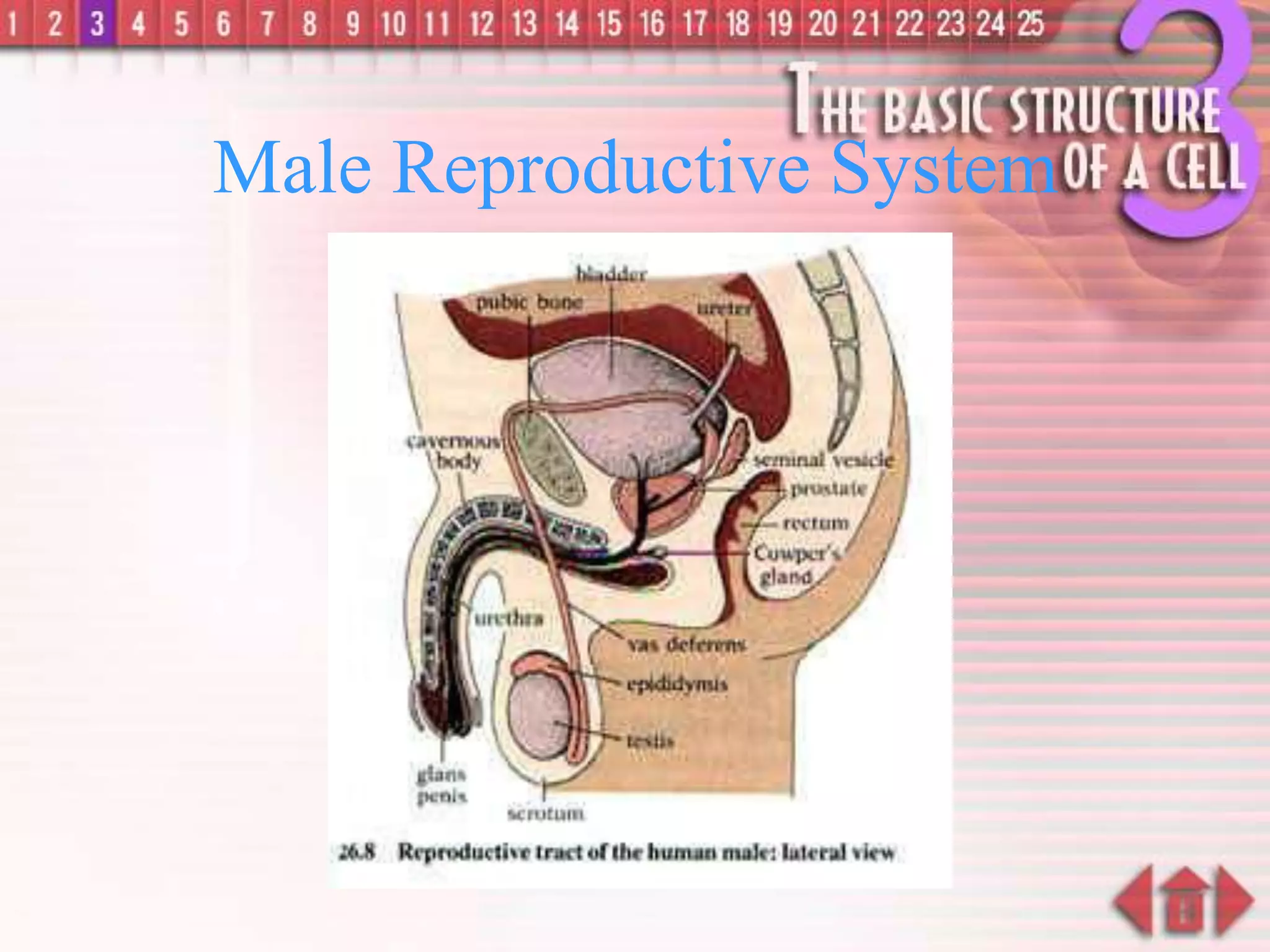 Male Reproductive System
 