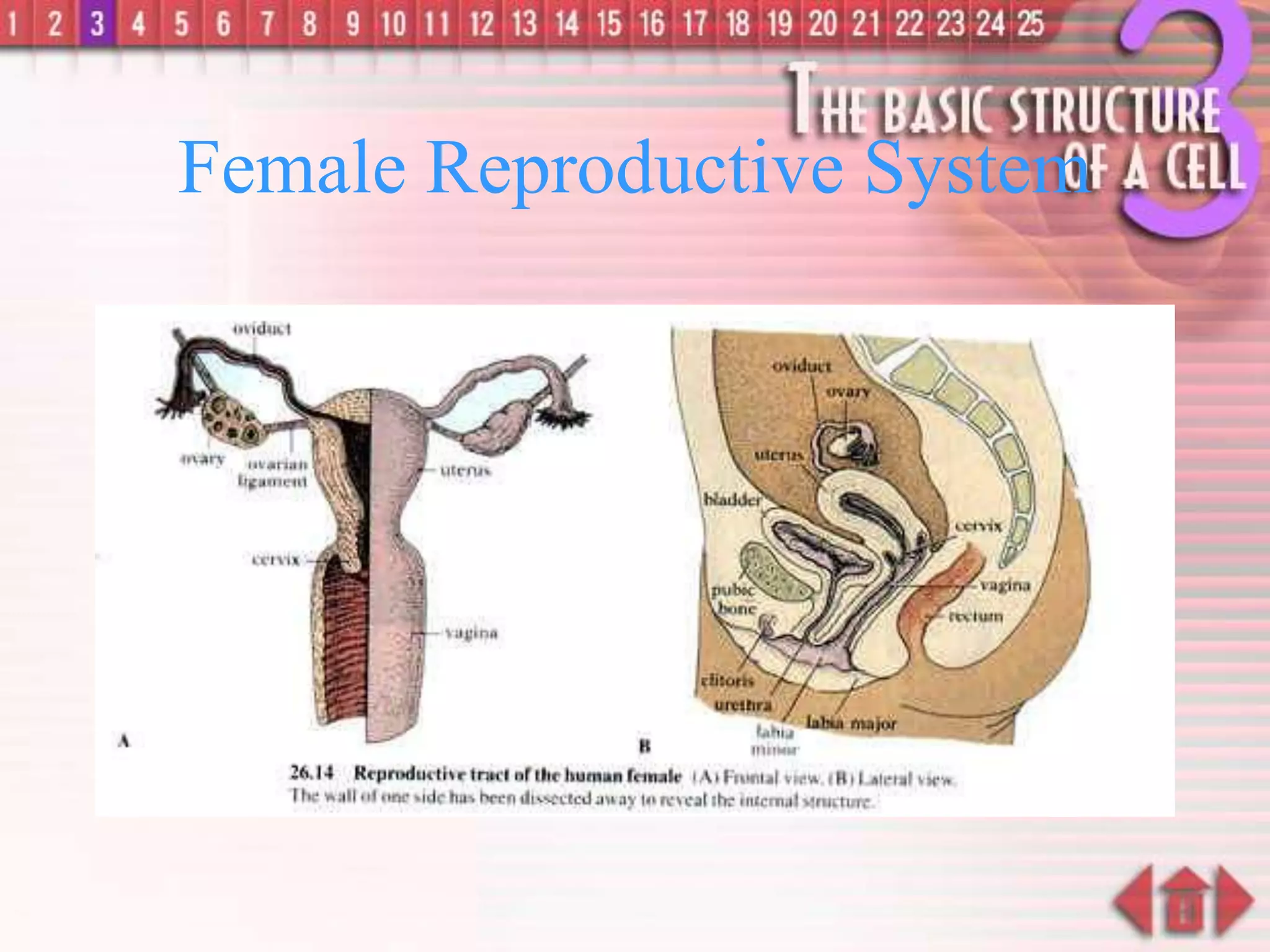 Female Reproductive System
 