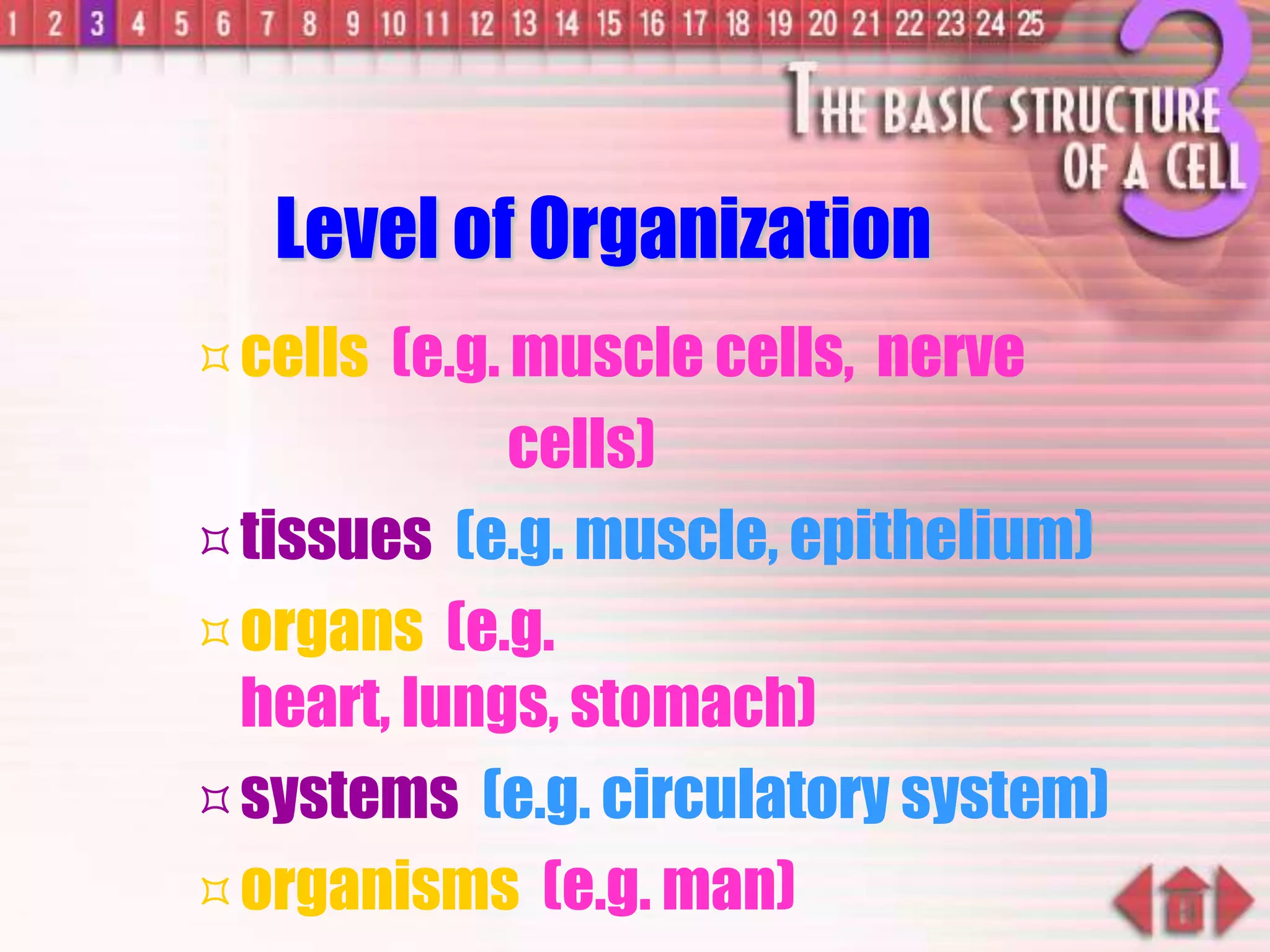 Level of Organization
cells (e.g. muscle cells, nerve
cells)
tissues (e.g. muscle, epithelium)
organs (e.g.
heart, lungs, stomach)
systems (e.g. circulatory system)
organisms (e.g. man)
 