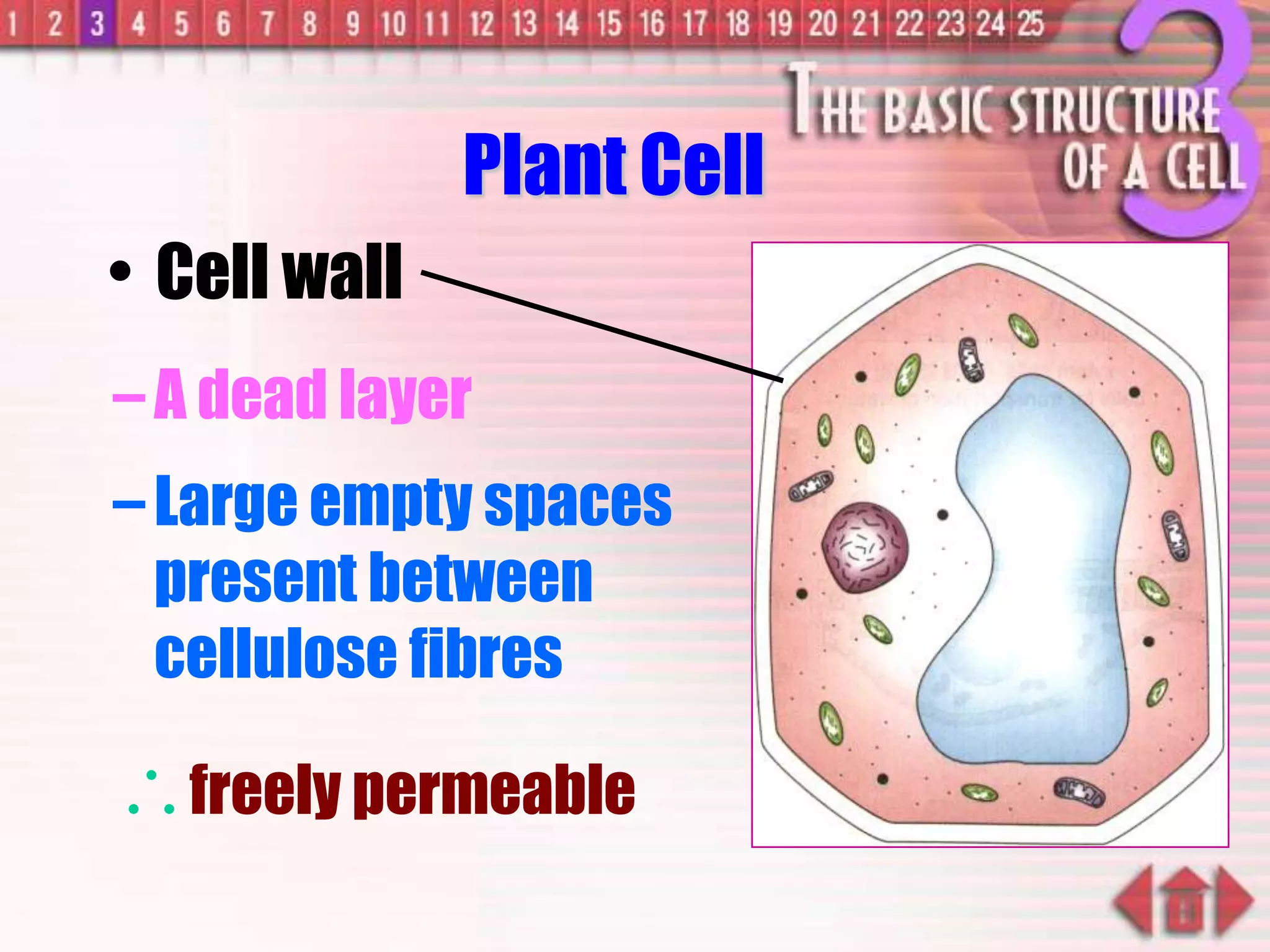 –A dead layer
–Large empty spaces
present between
cellulose fibres
freely permeable
• Cell wall
Plant Cell
 
