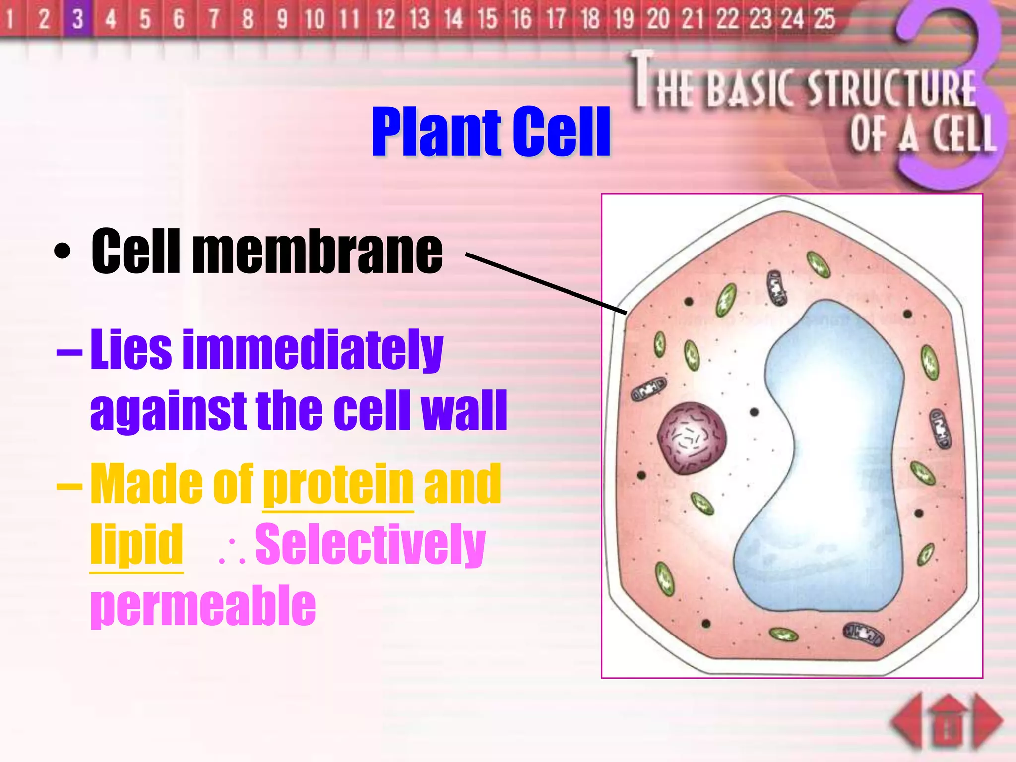 –Lies immediately
against the cell wall
–Made of protein and
lipid Selectively
permeable
• Cell membrane
Plant Cell
 