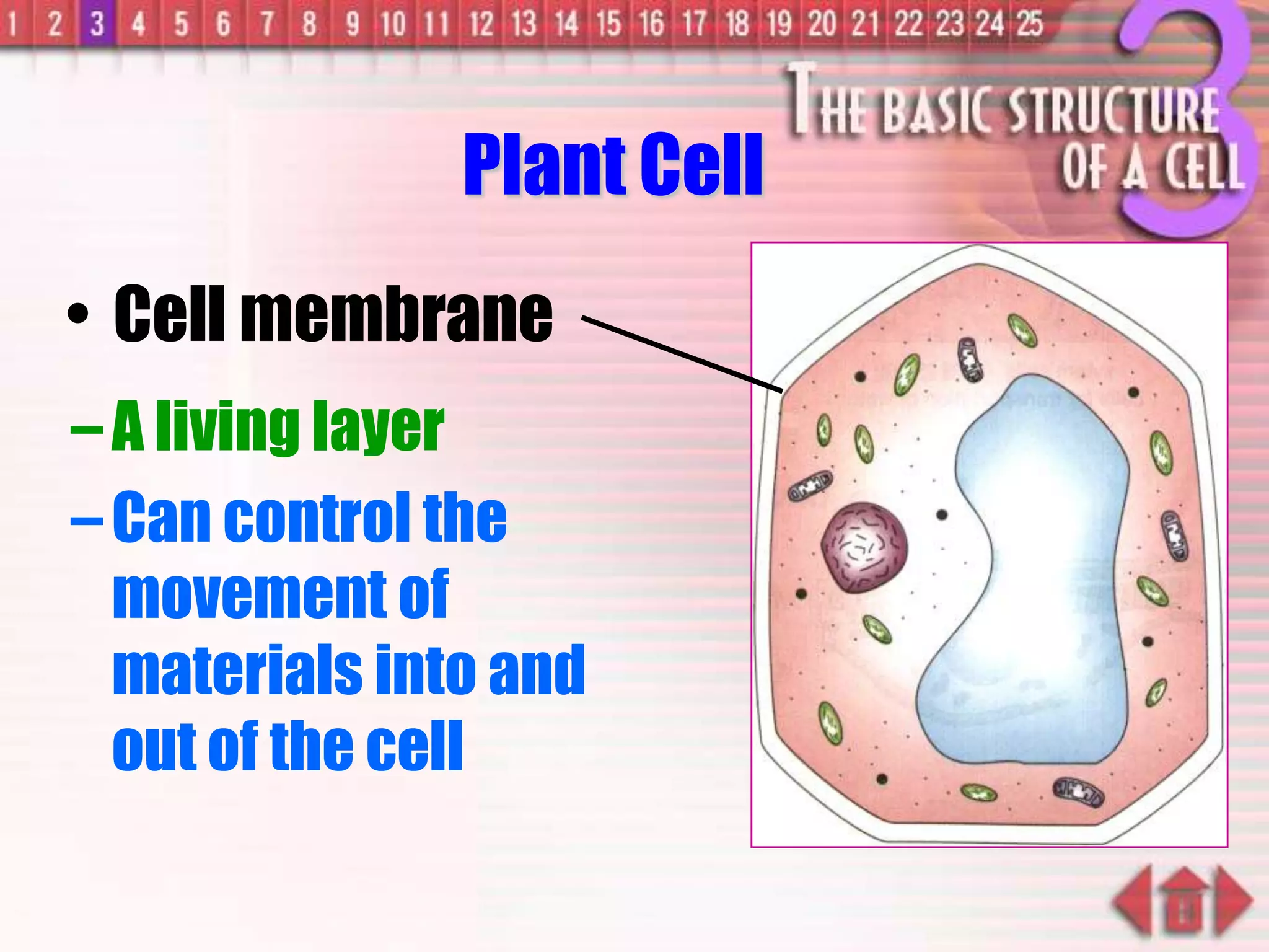 –A living layer
–Can control the
movement of
materials into and
out of the cell
• Cell membrane
Plant Cell
 