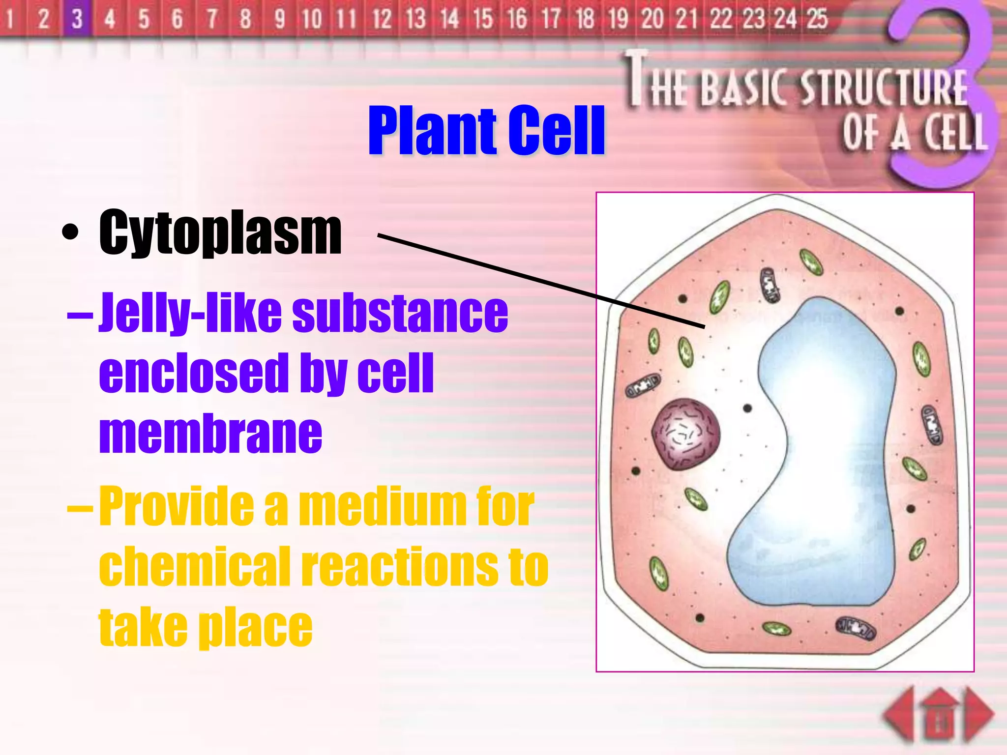 –Jelly-like substance
enclosed by cell
membrane
–Provide a medium for
chemical reactions to
take place
• Cytoplasm
Plant Cell
 