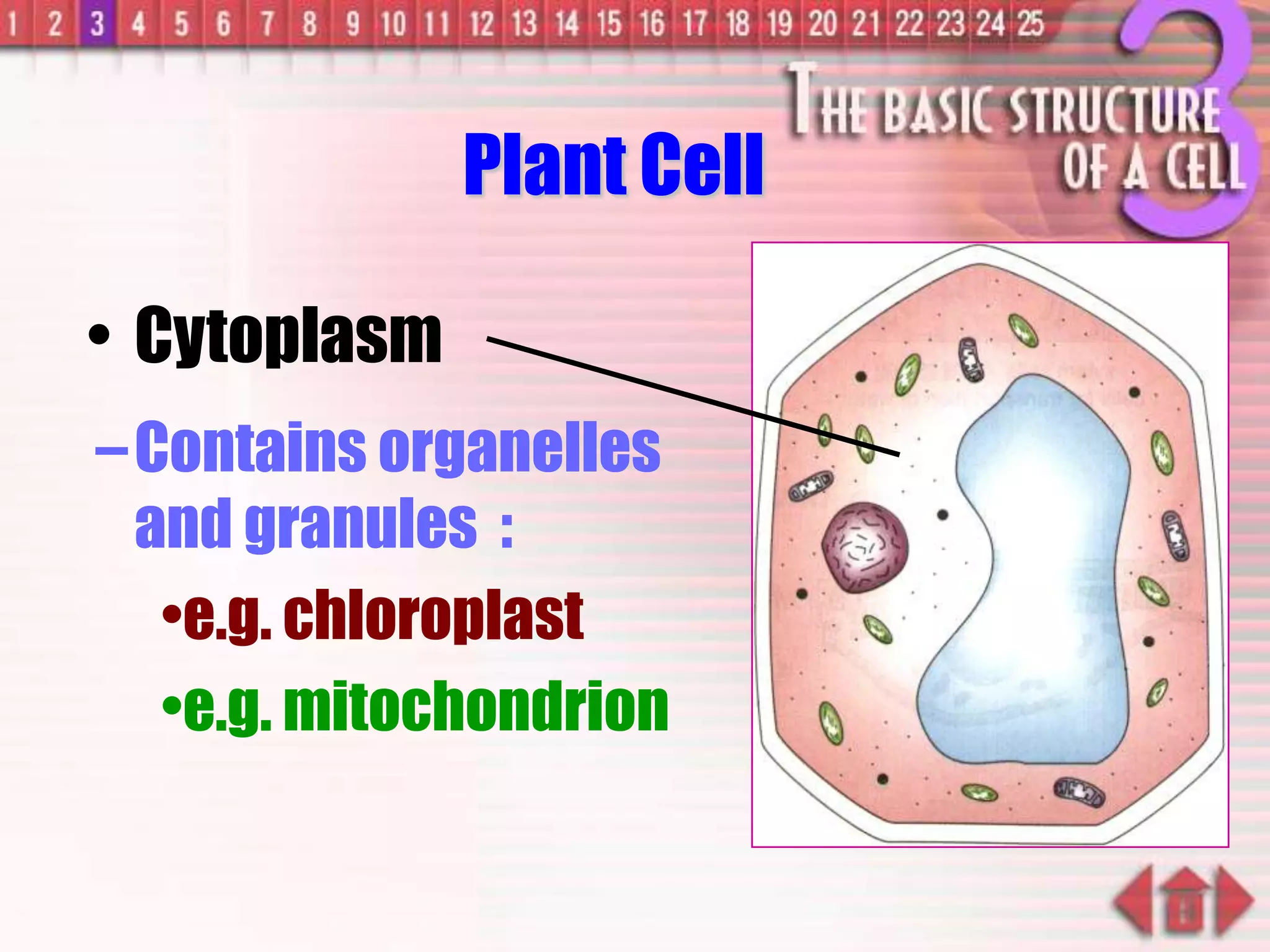 –Contains organelles
and granules :
•e.g. chloroplast
•e.g. mitochondrion
• Cytoplasm
Plant Cell
 
