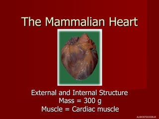 The Mammalian Heart




 External and Internal Structure
          Mass = 300 g
    Muscle = Cardiac muscle
                                   ALBIO9700/2006JK
 