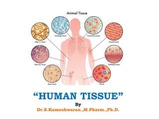 “HUMAN TISSUE”
By
Dr.S.Kameshwaran.,M.Pharm.,Ph.D.
 