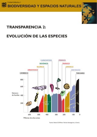 Unidad didáctica 1

BIODIVERSIDAD Y ESPACIOS NATURALES




TRANSPARENCIA 2:

EVOLUCIÓN DE LAS ESPECIES




                                                CARBONÍFERO                PÉRMICO

                                            DEVÓNICO                              TRIÁSICO

                                        SILÚRICO                                         JURÁSICO

                            ORDOVICICO                                                             CRETÁCICO

                CÁMBRICO                                                                                    TERCIARIO



                 800


                 600


     Número
     de familias 400



                 200




                             600         500        400             300            200              100           0
                       Millones de años antes

                                                          Fuente: Edward O. Wilson. Revista Investigación y Ciencia
 