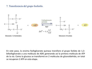 glucolisis y pentosas fosfato | PPTX