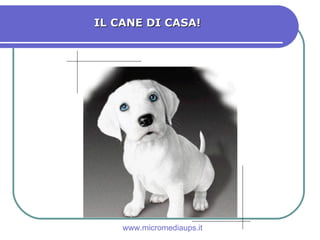 IL CANE DI CASA! www.micromediaups.it 