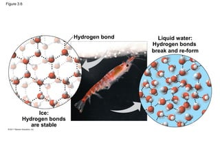 Figure 3.6




                          Hydrogen bond     Liquid water:
                                          Hydrogen bonds
                                          break and re-form




               Ice:
         Hydrogen bonds
            are stable
 