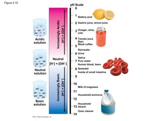 Figure 3.10
                                                         pH Scale
                                                            0

                                                           1   Battery acid




                                   Increasingly Acidic
                                                           2   Gastric juice, lemon juice
                      +
                     H




                                       [H+] > [OH− ]
               H+
                       +
                    − H                                        Vinegar, wine,
              H+ OH                                        3
                     +
              OH− H H+                                         cola
                H+ H+

               Acidic                                      4   Tomato juice
                                                               Beer
              solution                                         Black coffee
                                                           5
                                                               Rainwater
                                                           6   Urine
                         −
                    OH                                         Saliva
               OH−              Neutral
              H +
                   H+ OH
                          −
                                                           7   Pure water
               OH − OH−
                        +
                              [H+] = [OH− ]                    Human blood, tears
              H+ H+ H
                                                           8   Seawater
              Neutral
                                                               Inside of small intestine
              solution
                                   Increasingly Basic




                                                           9
                                      [H+] < [OH− ]




                                                          10
                                                               Milk of magnesia
               OH−
                     OH−
              OH− H+ OH−
                                                          11
              OH− OH
                     −                                         Household ammonia
                 H + OH−
                                                          12
               Basic
              solution                                         Household
                                                          13   bleach
                                                               Oven cleaner
                                                          14
 