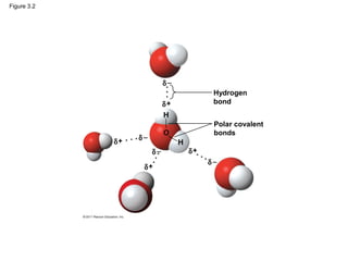 Figure 3.2




                            δ−
                                       Hydrogen
                            δ+         bond


                                       Polar covalent
                                       bonds
                  δ−
             δ+
                       δ−        δ+
                                      δ−
                   δ+
 
