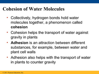 Cohesion of Water Molecules
     • Collectively, hydrogen bonds hold water
       molecules together, a phenomenon called
       cohesion
     • Cohesion helps the transport of water against
       gravity in plants
     • Adhesion is an attraction between different
       substances, for example, between water and
       plant cell walls
     • Adhesion also helps with the transport of water
       in plants to counter gravity

© 2011 Pearson Education, Inc.
 