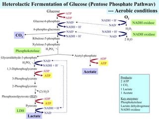 lab carbohydrate metabolism BY SOHAIL SARWAR from University of LHH | PPT