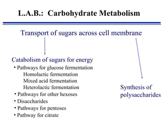 L.A.B.:  Carbohydrate Metabolism Transport of sugars across cell membrane Catabolism of sugars for energy Synthesis of polysaccharides Homolactic fermentation Mixed acid fermentation  Heterolactic fermentation ,[object Object],[object Object],[object Object],[object Object],[object Object]