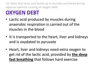 LO: State that lactic acid builds up in muscles and blood during
vigorous exercise causing an oxygen debt
• Lactic acid produced by muscles during
anaerobic respiration is carried out of the
muscles in the blood
• It is transported to the heart, liver and kidneys
and is oxydated to pyruvate
• Heart, liver and kidneys need extra oxygen to
get rid of the lactic acid, provided by the deep
fast breathing that follows hard exercise
 