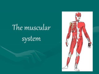 The muscular
system
 