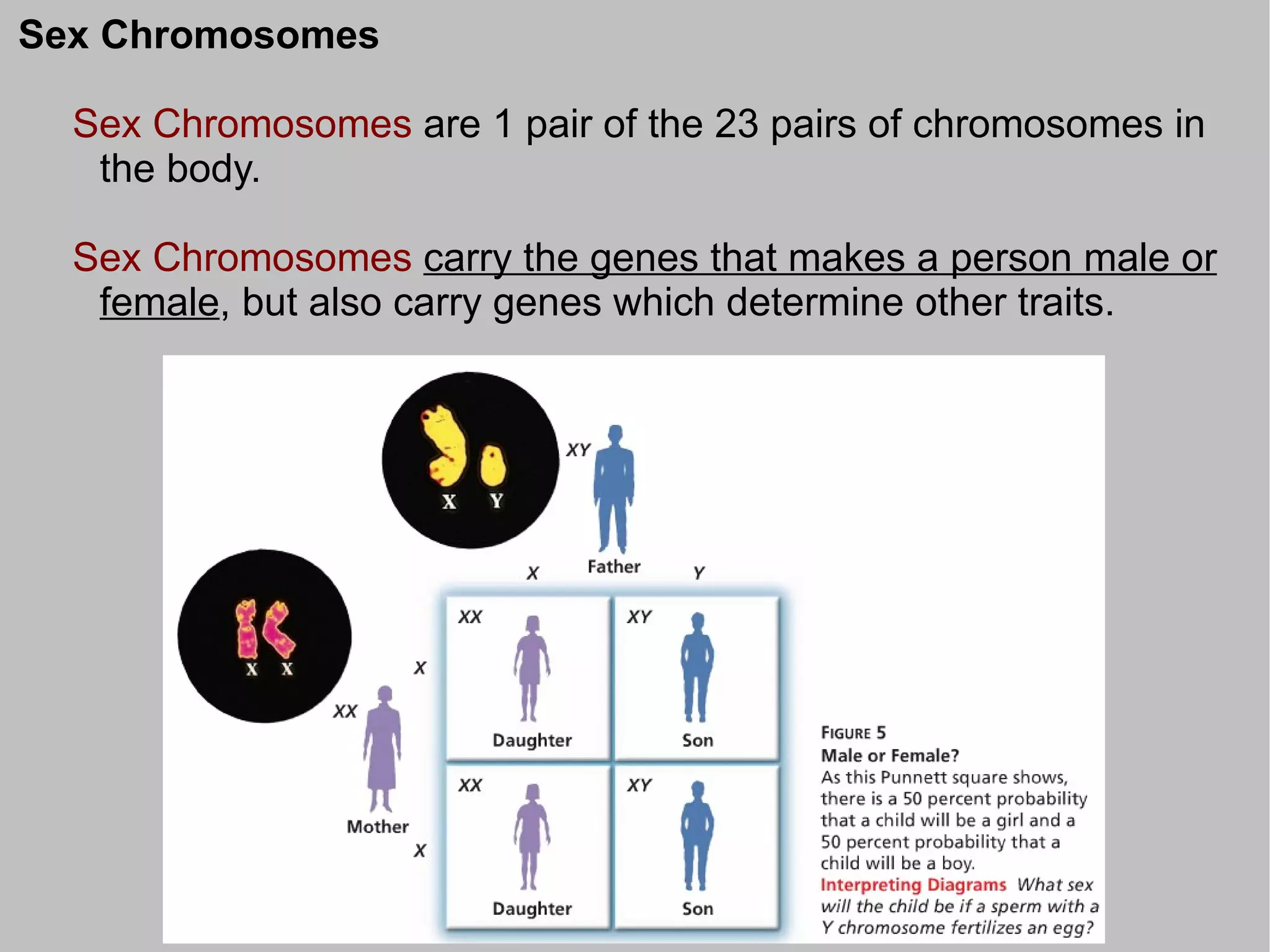 Sex Chromosomes

  Sex Chromosomes are 1 pair of the 23 pairs of chromosomes in
   the body.

  Sex Chromosomes carry the genes that makes a person male or
   female, but also carry genes which determine other traits.
 