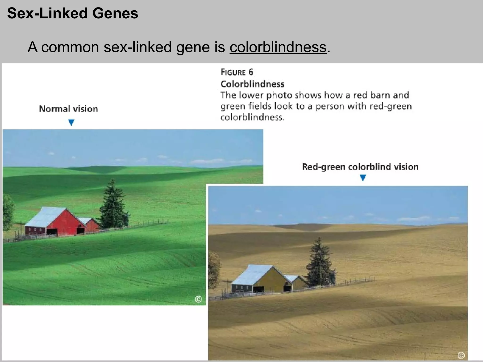 Sex-Linked Genes

  A common sex-linked gene is colorblindness.
 