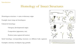 04-09-2025-Chapter 02-Group 3 Insect Anatomy.pptx