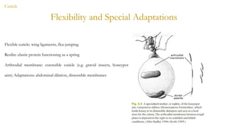 Quite Distensible 04-09-2025-Chapter 02-Group 3 Insect Anatomy.pptx