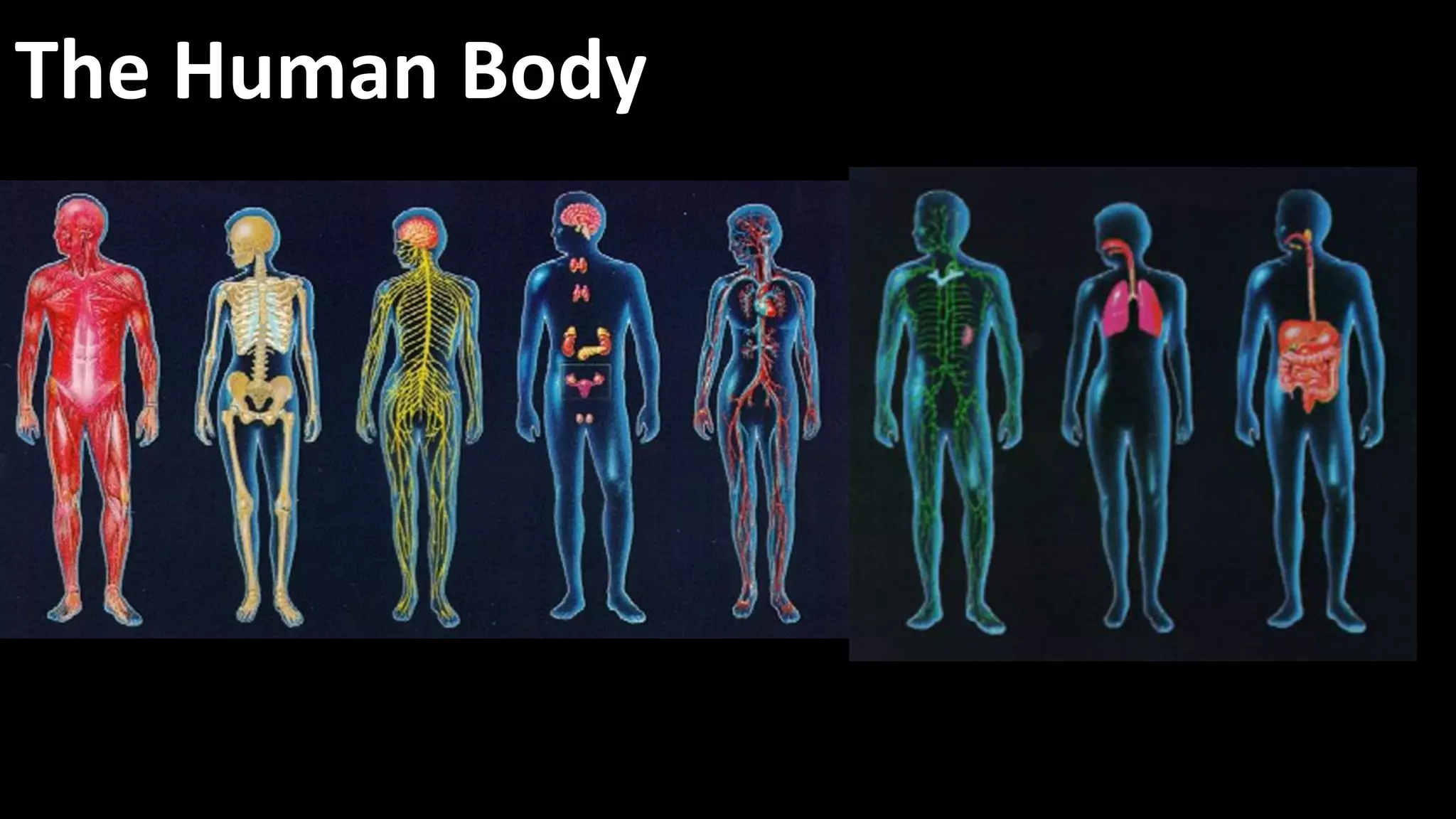 The Human Body
 