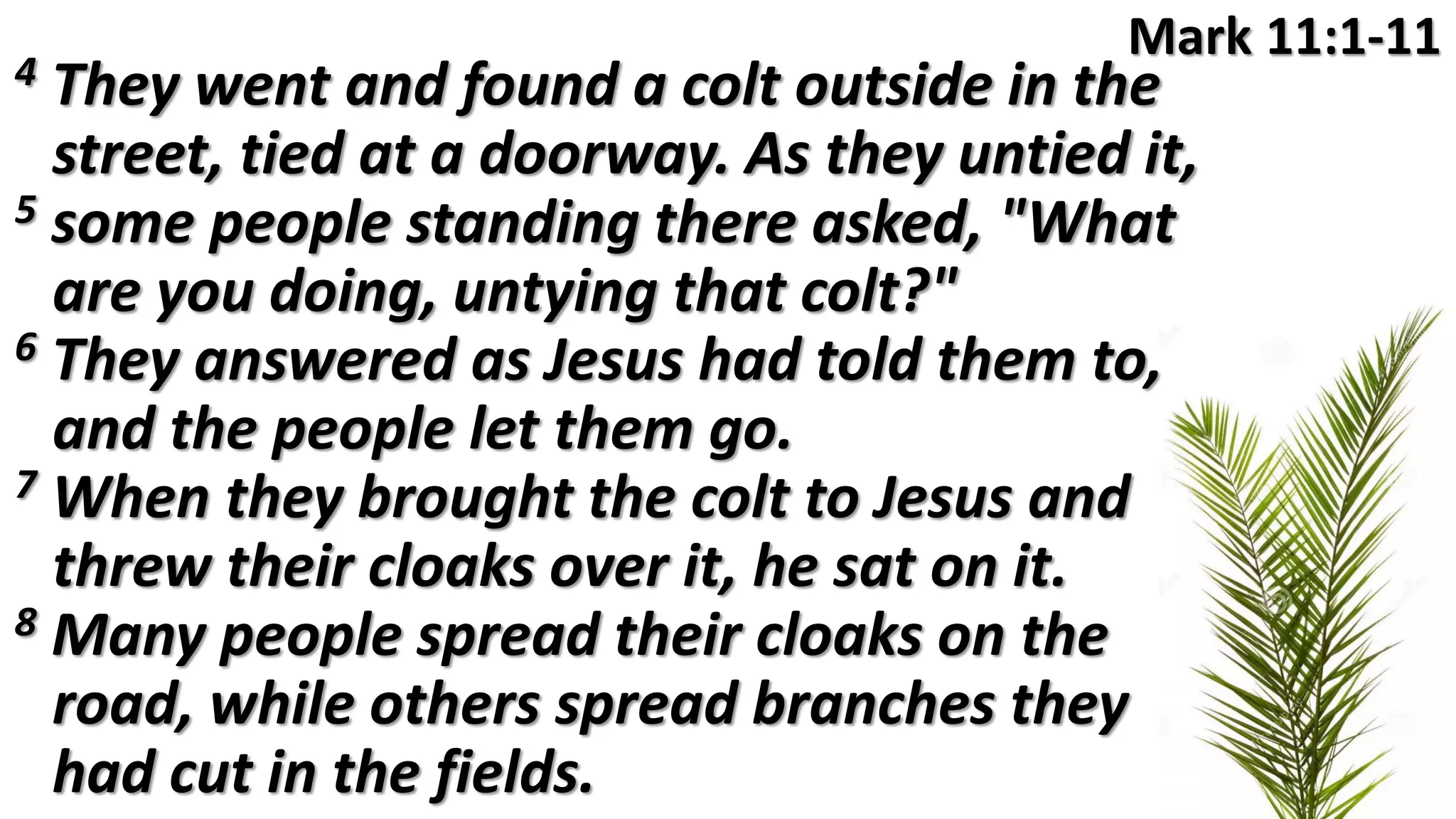 Mark 11:1-11
4 They went and found a colt outside in the
street, tied at a doorway. As they untied it,
5 some people standing there asked, "What
are you doing, untying that colt?"
6 They answered as Jesus had told them to,
and the people let them go.
7 When they brought the colt to Jesus and
threw their cloaks over it, he sat on it.
8 Many people spread their cloaks on the
road, while others spread branches they
had cut in the fields.
 