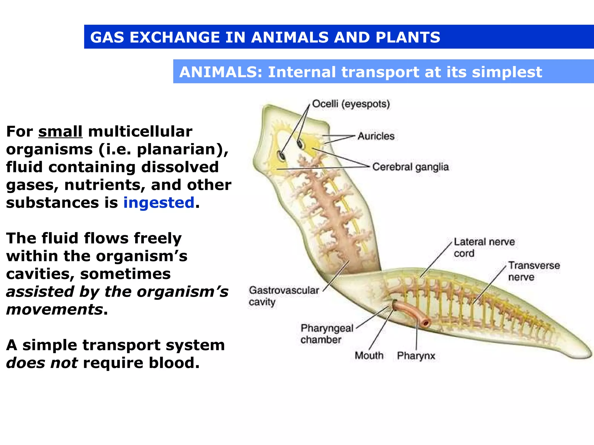 04 1 - respiration in plants and animals | PPT