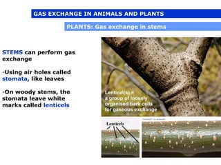 04 1 Respiration In Plants And Animals