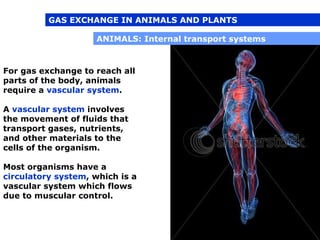 04 1 Respiration In Plants And Animals