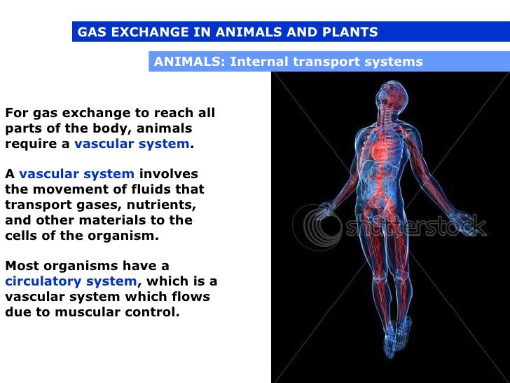 04 1 respiration in plants and animals