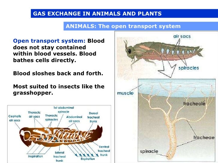 04 1 - respiration in plants and animals