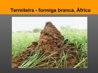 Termiteira - formiga branca, África 