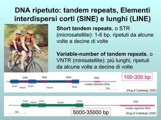 DNA ripetuto: tandem repeats, Elementi interdispersi corti (SINE) e lunghi (LINE) 100-300 bp 5000-35000 bp Short tandem repeats , o STR (microsatellite): 1-6 bp, ripetuti da alcune volte a decine di volte Variable-number of tandem repeats , o VNTR (minisatellite): più lunghi, ripetuti da alcune volte a decine di volte 